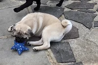 Fawn boy , a male Pug for sale in Kelso, WA – 1 of 4
