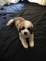 Bear, a male Great Pyrenees and Saint Bernard for sale in Kelso, WA – 3 of 5