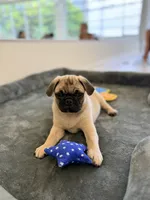 Fawn merle girl , a female Pug for sale in Kelso, WA – 1 of 2