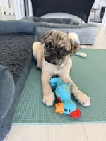 Fawn merle girl , a female Pug for sale in Kelso, WA – 3 of 3
