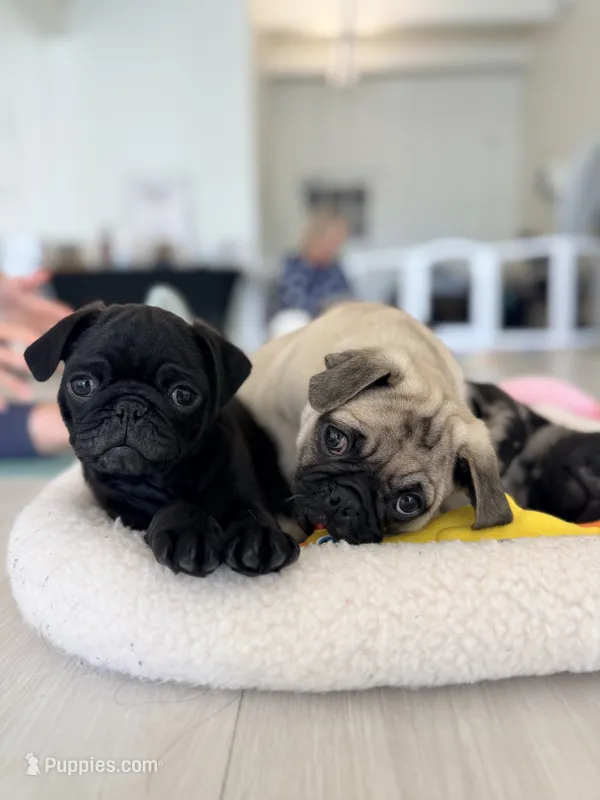 Fawn boy  – Pug puppy for sale in Kelso, WA