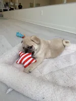 Fawn boy cream, a female Pug for sale in Kelso, WA – 4 of 4