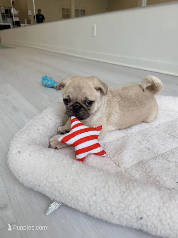 Fawn boy cream – Pug puppy for sale in Kelso, WA