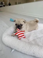 Fawn boy cream, a female Pug for sale in Kelso, WA – 1 of 4