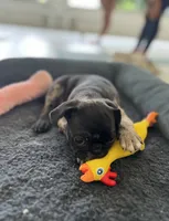 Merle girl , a female Pug for sale in Kelso, WA – 5 of 5
