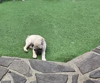 Fawn boy , a male Pug for sale in Kelso, WA – 4 of 4