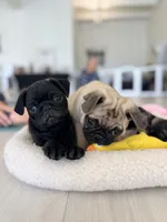 Black boy , a male Pug for sale in Kelso, WA – 2 of 3