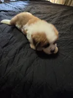 Bear, a male Great Pyrenees and Saint Bernard for sale in Kelso, WA – 4 of 5