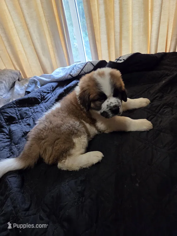 Dito – Great Pyrenees, Saint Bernard puppy for sale in Kelso, WA
