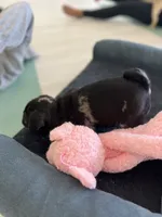 Merle girl , a female Pug for sale in Kelso, WA – 3 of 5