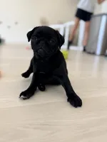 Black girl , a female Pug for sale in Kelso, WA – 2 of 2