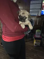 Fawn boy 2, a male Pug for sale in Kelso, WA – Photo 3 of 3