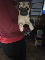 Fawn boy 2, a male Pug for sale in Kelso, WA – Photo 1 of 3