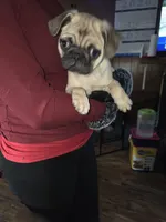 Fawn boy 2, a male Pug for sale in Kelso, WA – Photo 2 of 3