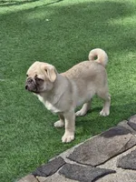 Fawn boy cream, a male Pug for sale in Kelso, WA – 6 of 6