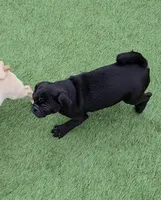 Black boy, a male Pug for sale in Kelso, WA – Photo 3 of 3