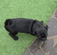Black boy, a male Pug for sale in Kelso, WA – Photo 2 of 3