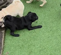Black boy, a male Pug for sale in Kelso, WA – Photo 1 of 3