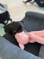 Merle girl , a female Pug for sale in Kelso, WA – 4 of 5