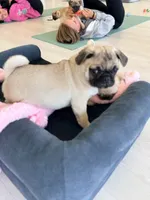 Fawn merle girl , a female Pug for sale in Kelso, WA – 2 of 2