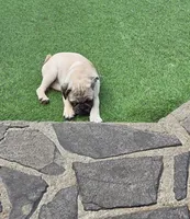 Fawn boy , a male Pug for sale in Kelso, WA – 3 of 4