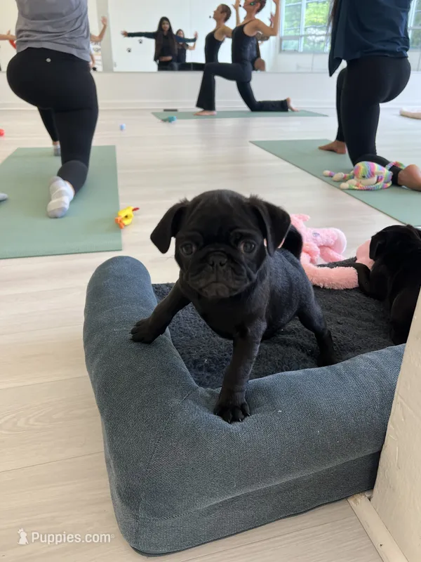 Black boy  – Pug puppy for sale in Kelso, WA