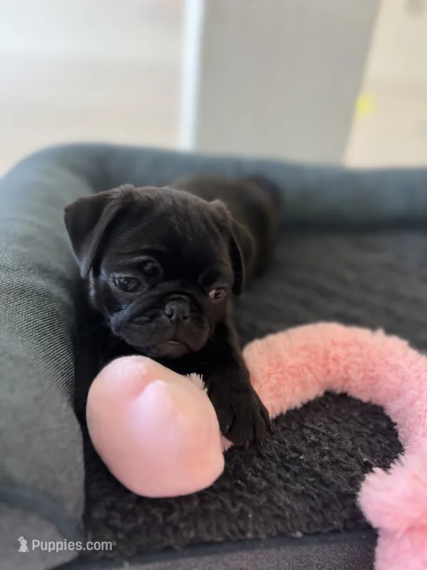 Black girl  – Pug puppy for sale in Kelso, WA