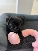 Black girl , a female Pug for sale in Kelso, WA – 1 of 2