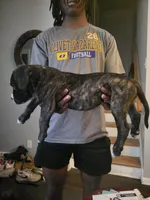 Diva, a female Dogo Argentino and Cane Corso for sale in Aurora, IL – 2 of 2
