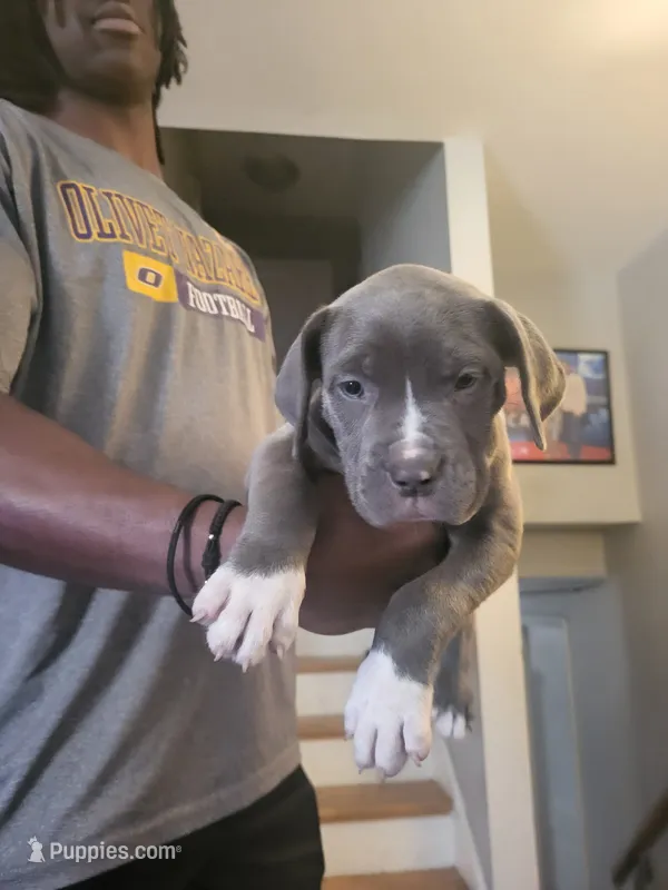 Ice – Dogo Argentino, Cane Corso puppy for sale in Aurora, IL