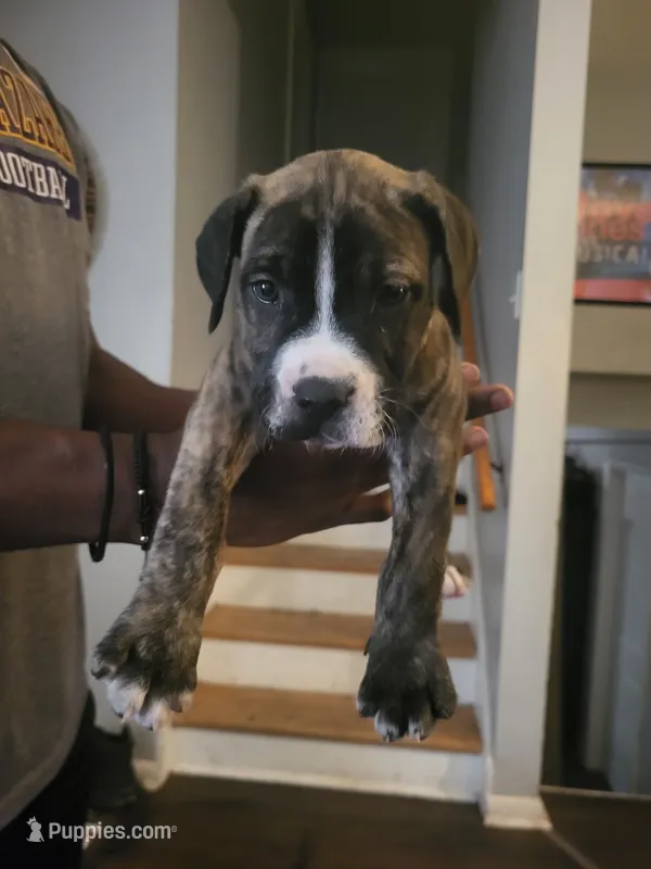 Tiny  – Dogo Argentino, Cane Corso puppy for sale in Aurora, IL
