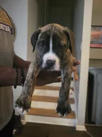 Tiny , a male Dogo Argentino and Cane Corso for sale in Aurora, IL – 1 of 2