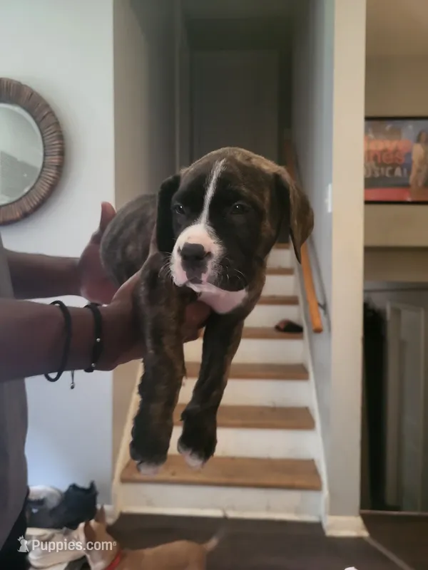 Diva – Dogo Argentino, Cane Corso puppy for sale in Aurora, IL