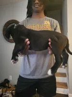 Black, a female Dogo Argentino and Cane Corso for sale in Aurora, IL – 2 of 2