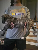 Tiny , a male Dogo Argentino and Cane Corso for sale in Aurora, IL – 2 of 2