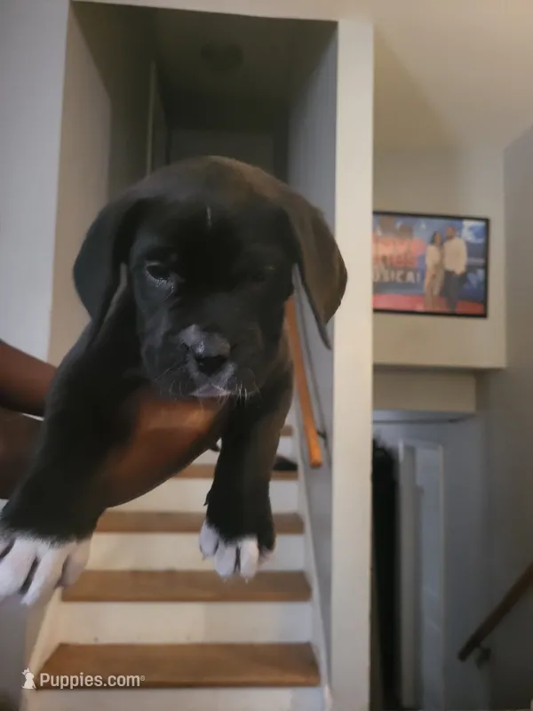 Black – Dogo Argentino, Cane Corso puppy for sale in Aurora, IL
