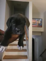 Black, a female Dogo Argentino and Cane Corso for sale in Aurora, IL – 1 of 2