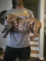 Big boy, a male Dogo Argentino and Cane Corso for sale in Aurora, IL – 2 of 2