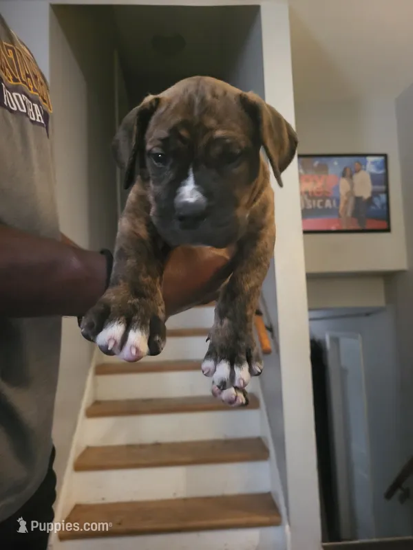 Big boy – Dogo Argentino, Cane Corso puppy for sale in Aurora, IL