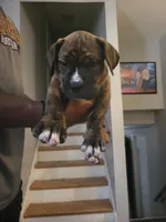 Big boy, a male Dogo Argentino and Cane Corso for sale in Aurora, IL – 1 of 2