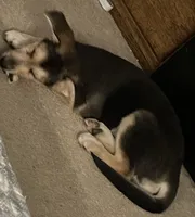 Rex, a male German Shepherd Dog for sale in Salem, OR – Photo 2 of 2