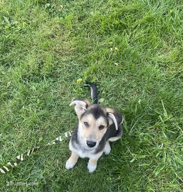 Rex – German Shepherd Dog puppy for sale in Salem, OR