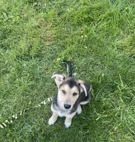 Rex, a male German Shepherd Dog for sale in Salem, OR – Photo 1 of 2