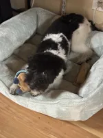 Coco , a female Miniature Aussiedoodle for sale in Brooklyn, NY – 2 of 3