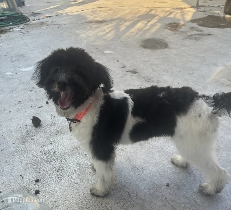 Coco  – Miniature Aussiedoodle puppy for sale in Brooklyn, NY
