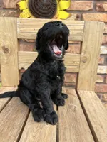 Gia, a female Goldendoodle for sale in Paducah, TX – 3 of 5