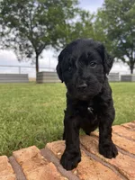Gia, a female Goldendoodle for sale in Paducah, TX – 2 of 5