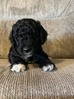 Graham, a male Goldendoodle for sale in Paducah, TX – 4 of 5