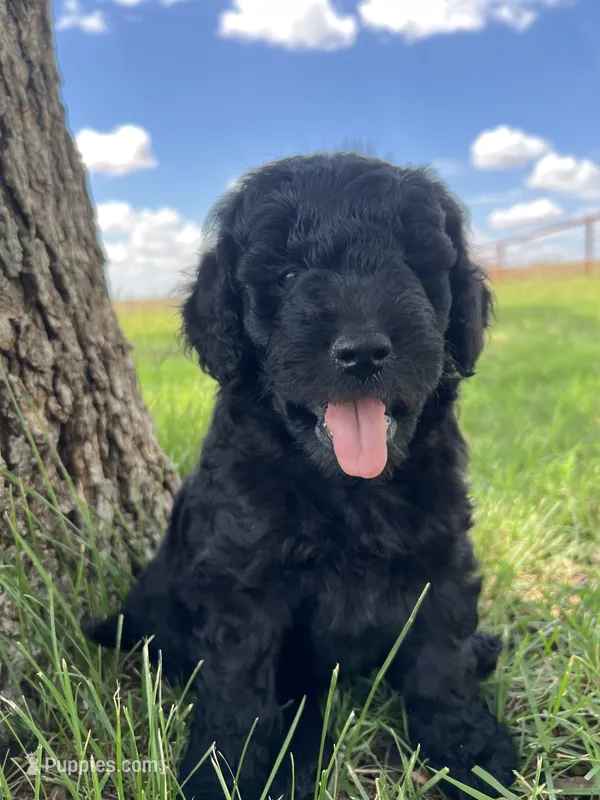 Gunner – Goldendoodle puppy for sale in Paducah, TX
