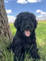 Gunner, a male Goldendoodle for sale in Paducah, TX – 1 of 5